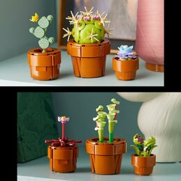 Miniaturní rostliny 10329