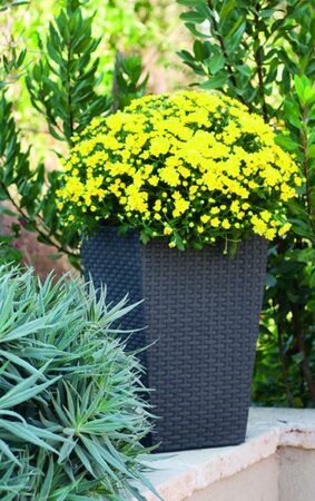 Květináč Keter Rattan Planter S 23,6 l grafitový