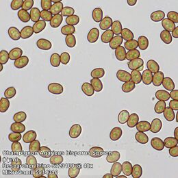Bresser Researcher Trino 40-1000x Mikroskop