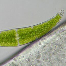 Bresser Researcher Trino 40-1000x Mikroskop