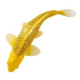 Mojo Kapr koi kin matsuba