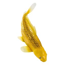Mojo Kapr koi kin matsuba