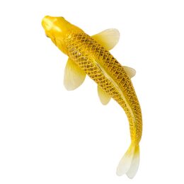 Mojo Kapr koi kin matsuba