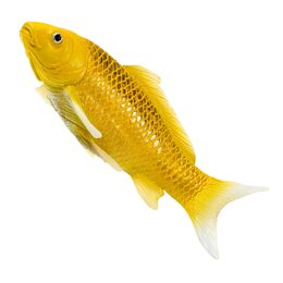 Mojo Kapr koi kin matsuba