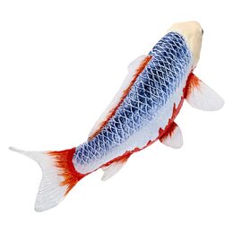 Mojo Kapr koi asagi