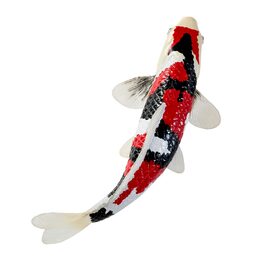 Mojo Kapr koi showa sanshoku
