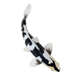 Mojo Kapr koi shiro utsuri
