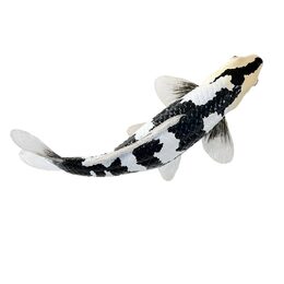 Mojo Kapr koi shiro utsuri
