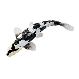 Mojo Kapr koi shiro utsuri