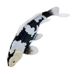 Mojo Kapr koi shiro utsuri