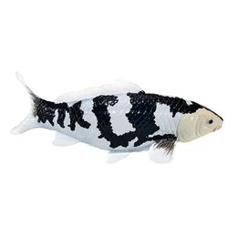 Mojo Kapr koi shiro utsuri