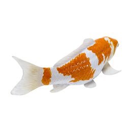 Mojo Kapr koi ochiba shigure